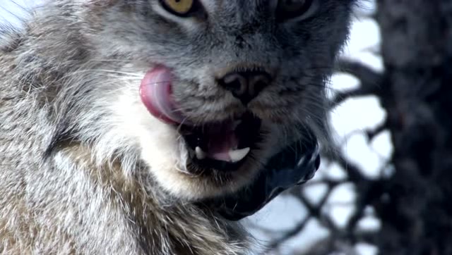 猞猁捕猎雪兔