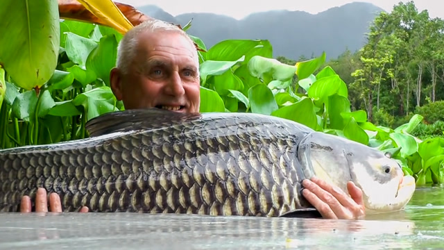 泰国超级大鲤鱼,这鱼看着都成精了,难道是越过了龙门?