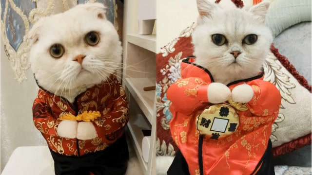 网红猫咪二豆和瓜子给大家拜年了,太可爱了!