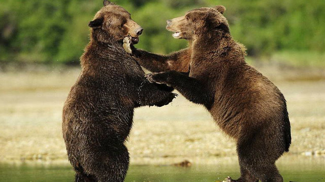实拍2头棕熊打架,直到分出胜负为止!