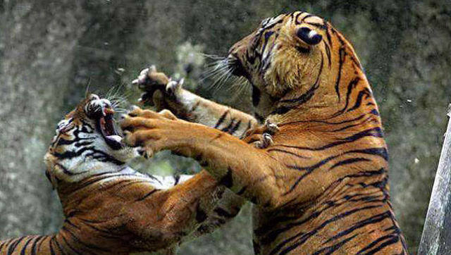 世界最凶狠无比的动物互相残杀,场面震撼,惊奇,惊奇少见