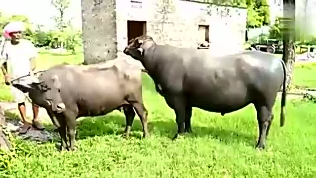 印度人家给牛配种 母牛不是很满意公牛 自己挣脱树桩跑了居然