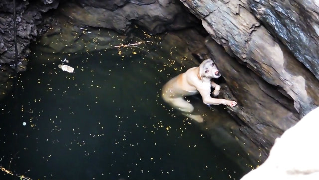 掉入水坑的狗狗一脸绝望的表情太心痛了,还好被好心给救了上来