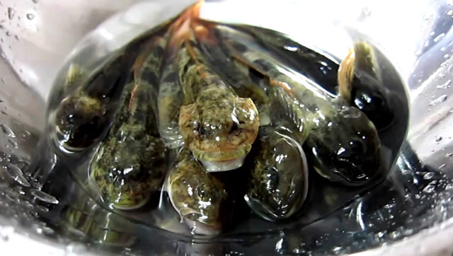 这种鱼我们叫它火柴头,多生活在山涧溪流里,肉多刺少特别好吃