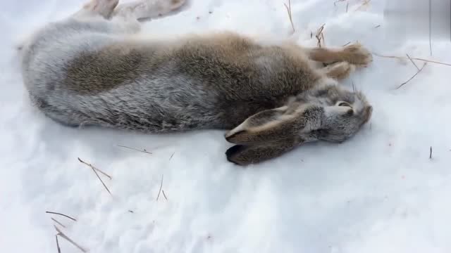 国外猎人雪地里狩猎野兔,茫茫的一片雪原,野兔只要冒头必死