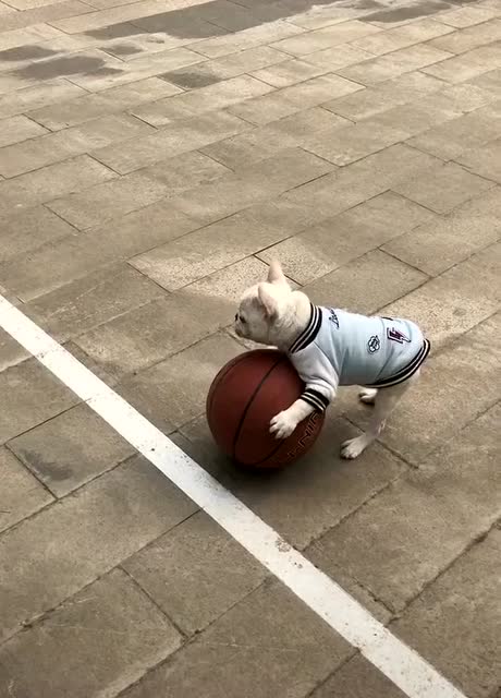 这只萌狗,昨天抢了别人的球,今天霸占篮球场