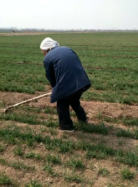 87岁的老爷爷田地里干活,身板能吃得消吗