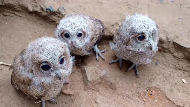 小猫头鹰宝宝,你们见过这么可爱的吗,少见少见
