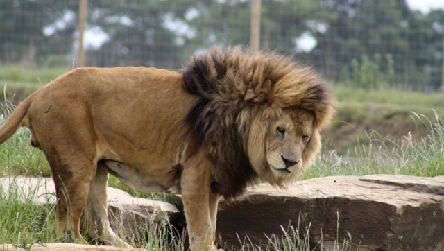 自然界也是雌性为主,瞧瞧这两头发怒的母狮子,雄狮不敢还手啊