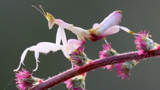 最美的螳螂,能随花朵颜色来变色,长像神似兰花