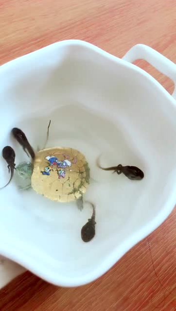 好可爱的小蝌蚪啊