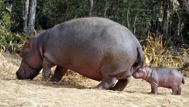 刚出生的小河马对这个新环境十分好奇