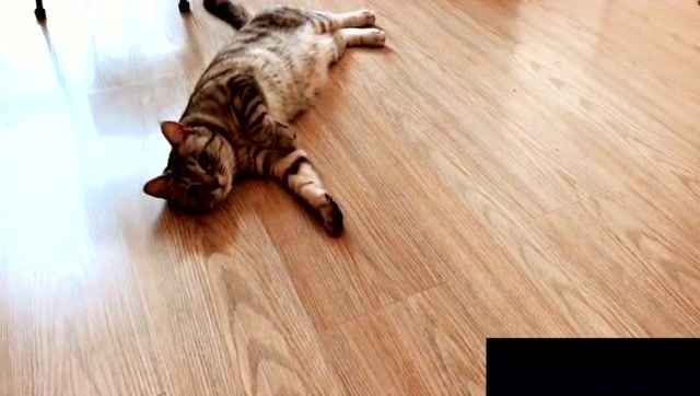 猫咪2次上桌吃东西,被主人发现后急忙解释,倒地卖萌装无辜!