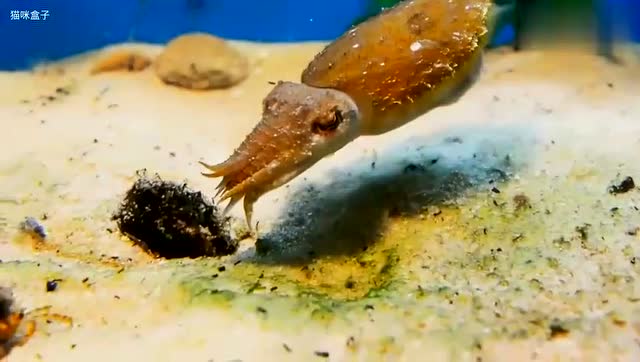 乌贼大战螃蟹 小螃蟹遇到这么凶猛的乌贼 你还是认命吧!