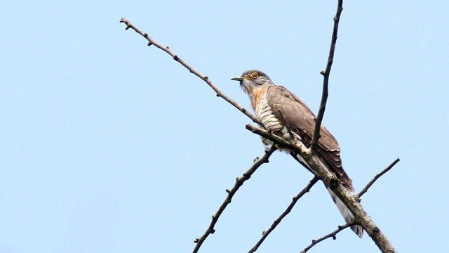 鹰鹃阳雀可能就要飞走了,快来一睹米贵阳今年最后的风采吧
