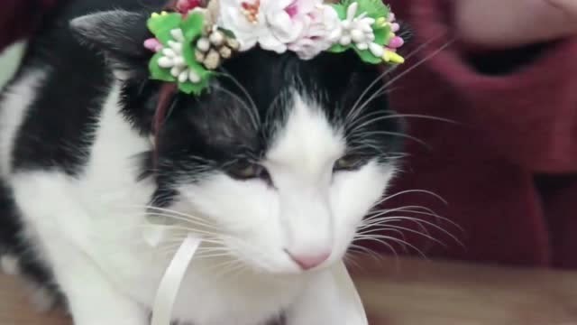 萌炸了!圣诞节到了,猫咪们也被迫穿起了女装,满足了女主人的心愿