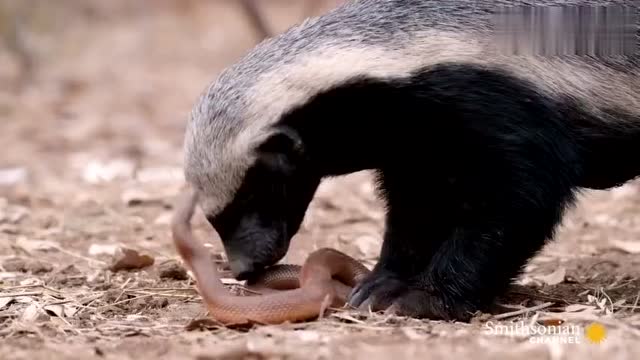 动物界的扛把子,平头哥蜜獾吃蛇到底有多凶猛