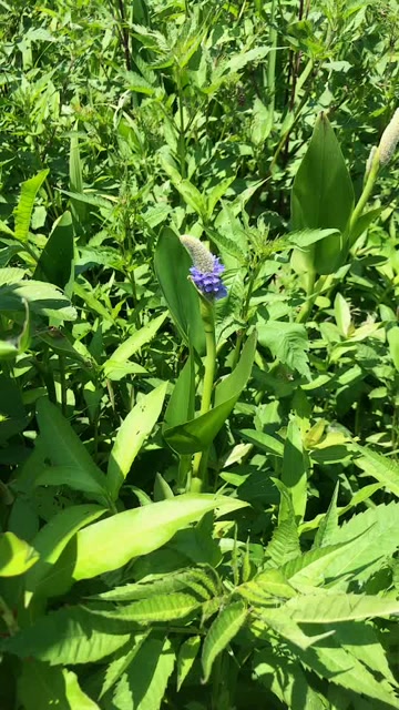 湿地植物水葱不能食用 它的茎是空心的 可以让它更充分的呼吸