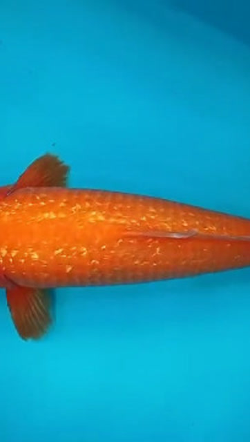 漂亮的银鳞火鲤,红红火火