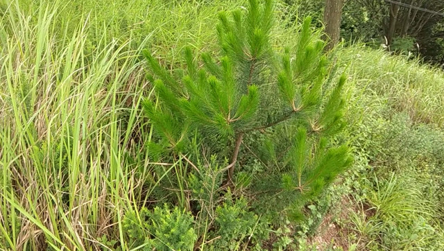 路兮在山上發現一棵漂亮的小松樹,懂行的給看下如何做成盆景