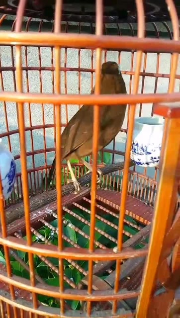 画眉鸟黄嘴黄脚,可通过饲料改变