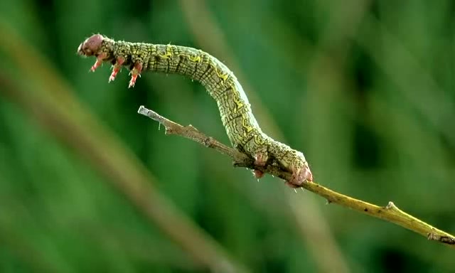 尺蠖有毒吗 腾讯网