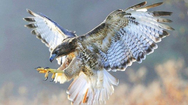 老鹰捕食快准狠,只要被它盯上,很难逃过一劫