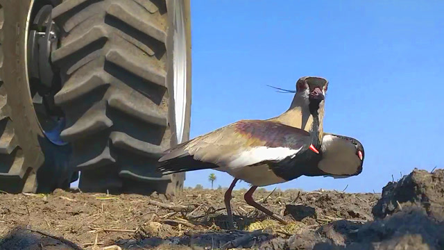 一台拖拉机开过,鸟妈妈张开翅膀,保护没出生的宝宝!