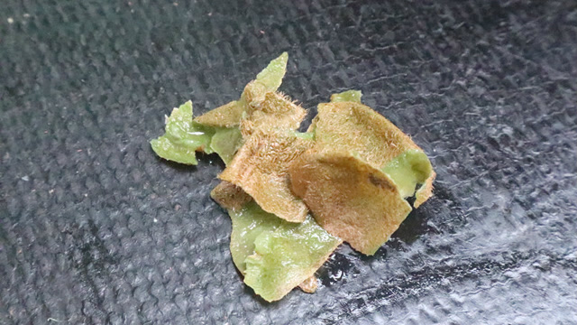 猕猴桃皮是个宝 可别丢掉了,特别"值钱",后悔活了30年才知道