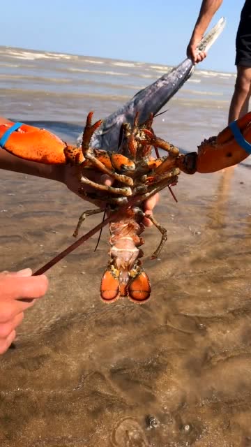 赶海老哥教你清理大龙虾,拿起筷子就往里捅,据说这是在给它排尿
