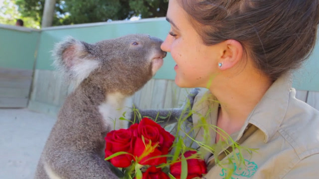 绝对罕见,可爱的考拉给新娘献吻,简直太萌了!镜头拍下全过程