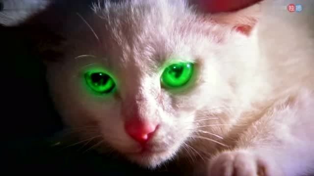 小猫眼睛突然冒绿光,原来如此