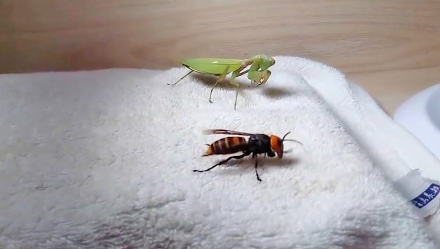 实拍螳螂对战大黄蜂,大黄蜂简直不堪一击战斗力太弱了