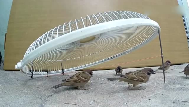 牛人用电风扇做的抓鸟神器 这效果也太好了!