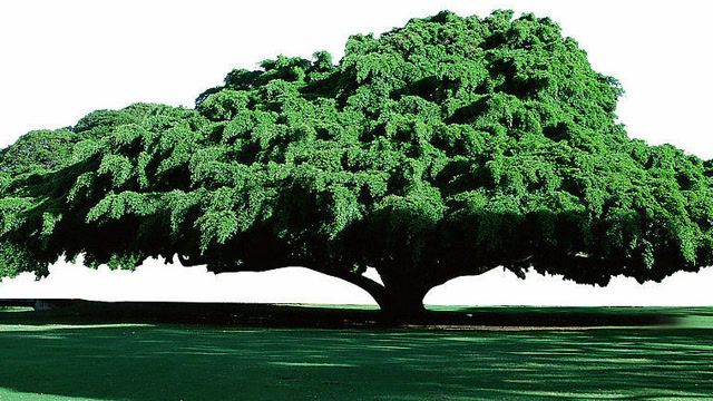 这是一棵能储水的树,储水量高达2吨,也被誉为"瓶子树"