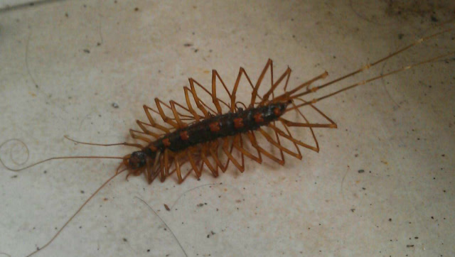 家里有蚰蜒不要急!教你地上撒点它,全部消灭光,再也不敢来