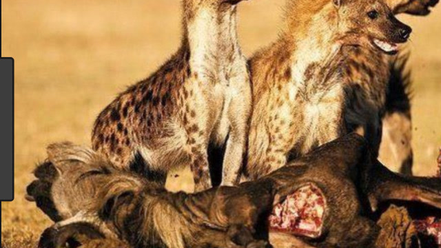 鬣狗群掏肛活吃小奶牛,场面一度非常激烈,镜头拍下全过程