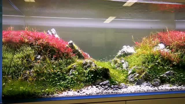 120厘米自然水景水族箱