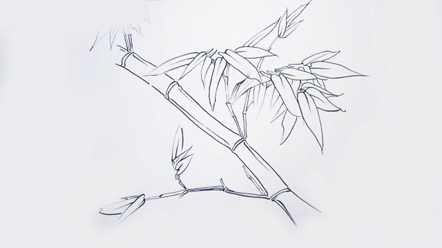 学习画工笔竹子,先从它们的白描形态开始
