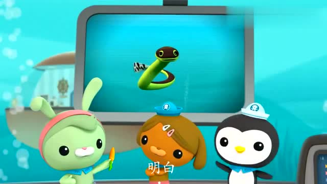 海底小纵队-黄腹海蛇不能离开水 还有毒 见到要小心