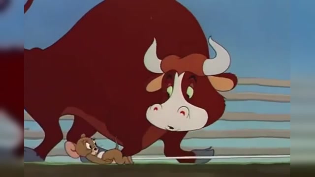 猫和老鼠公牛换上黄金牛角,汤姆只有等虐的份