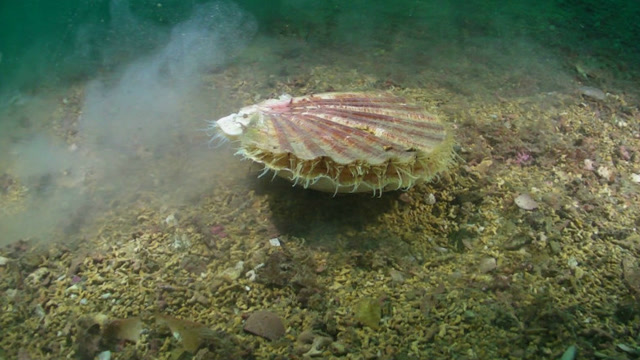 原来扇贝是这样游泳的你们知道吗