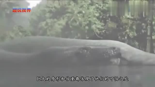 泰坦巨蟒秒杀鳄鱼 霸王龙 称霸地球1000年之久