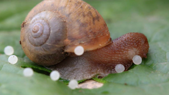 蜗牛是怎么产卵的密密麻麻一大片看着就像石榴粒一样
