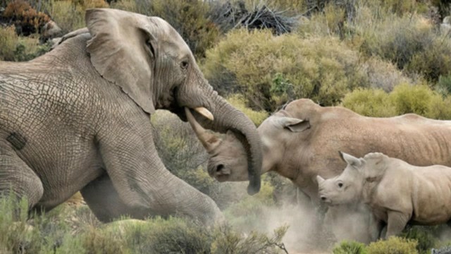 犀牛大战大象图片