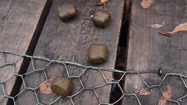 袋熊便便为何是立方体宠物便便也能玩出新花样网友不疼吗