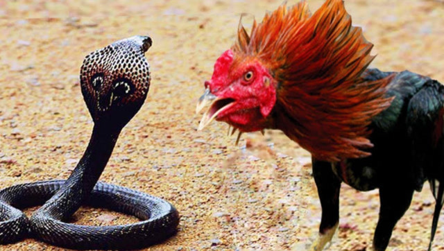 眼镜蛇被家鸡玩成这样,尊严都没有了,网友:蛇王的脸面丢尽了