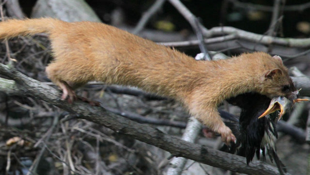 为什么看到黄鼠狼在捕鸡,也不要打扰他们?看完吓出了一身冷汗!