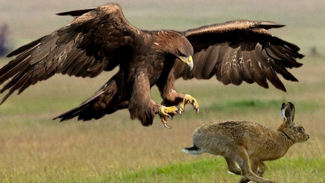 老鹰捕食的过程图片