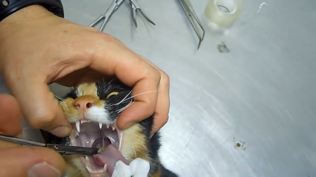 小猫咪吃鱼被鱼骨卡住喉咙,医生费劲心思才抠出来